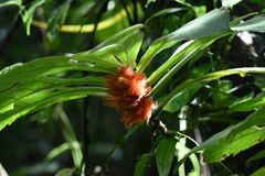 Columnea