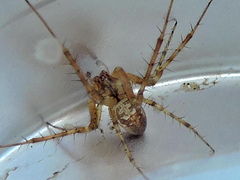 Metellina segmentata