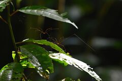 Opiliones