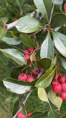 Crataegus crus-galli