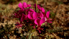 Pelargonium incrassatum