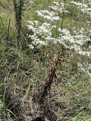 Eriogonum multiflorum