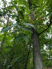 Carya glabra