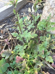 Sisymbrium erysimoides