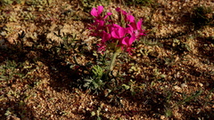 Pelargonium incrassatum