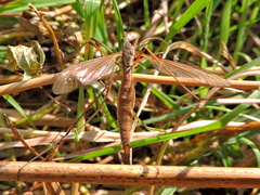 Tipula paludosa
