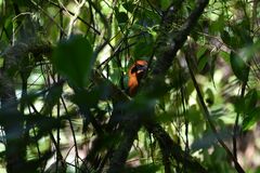 Baryphthengus martii