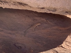 Uta stansburiana uniformis