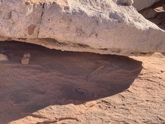 Uta stansburiana uniformis