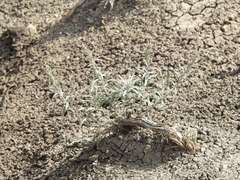 Artemisia longifolia