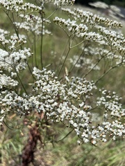 Eriogonum multiflorum