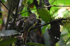 Trogon rufus
