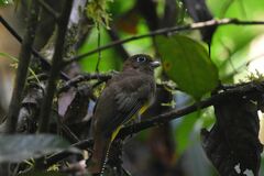 Trogon rufus