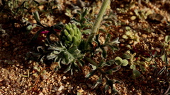 Pelargonium incrassatum