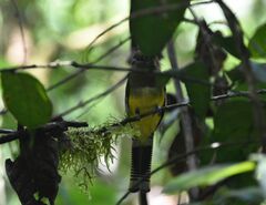 Trogon rufus