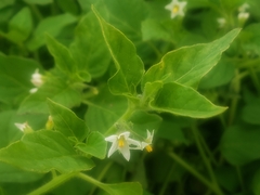 Solanum physalifolium nitidibaccatum