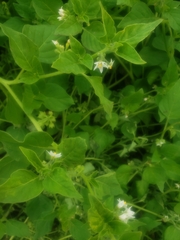 Solanum physalifolium nitidibaccatum