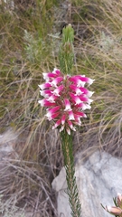 Erica viscaria