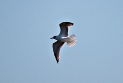 Ichthyaetus melanocephalus