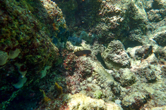 Ophioblennius macclurei