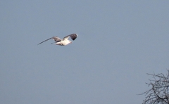 Ichthyaetus melanocephalus