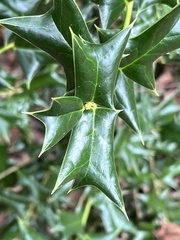 Ilex