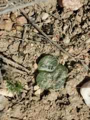 Bulbine mesembryanthemoides