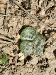 Bulbine mesembryanthemoides
