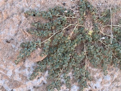 Euphorbia micromera
