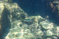 Ocyurus chrysurus