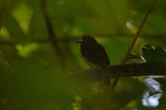 Malacoptila panamensis