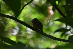 Malacoptila panamensis