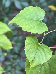 Ampelopsis