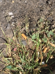 Eragrostis minor
