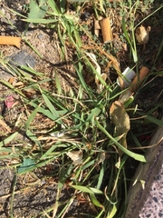 Eragrostis minor