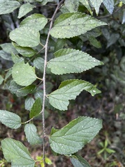 Celtis tenuifolia