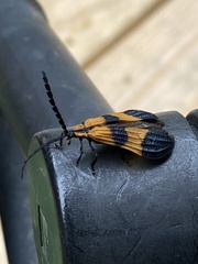 Calopteron