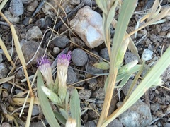 Pechuel-loeschea leubnitziae