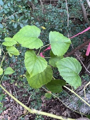 Ampelopsis