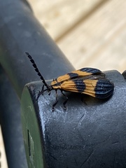 Calopteron