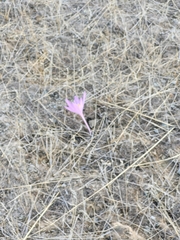 Colchicum laetum