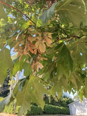 Acer macrophyllum