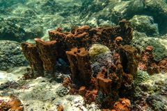 Porifera