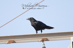 Corvus ruficollis