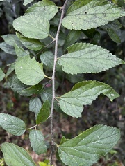 Celtis tenuifolia