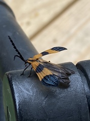 Calopteron