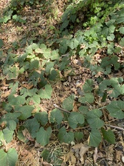 Vitis californica