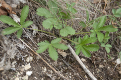 Potentilla reptans
