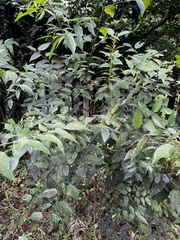 Celtis tenuifolia