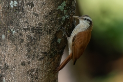 Lepidocolaptes angustirostris